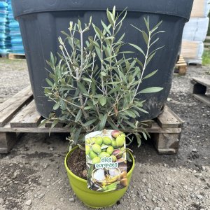 Olivovník európsky (Olea europaea) (-12°C) - výška: 30-40 cm, kont. C3L - BONSAJ (DECO MISA)